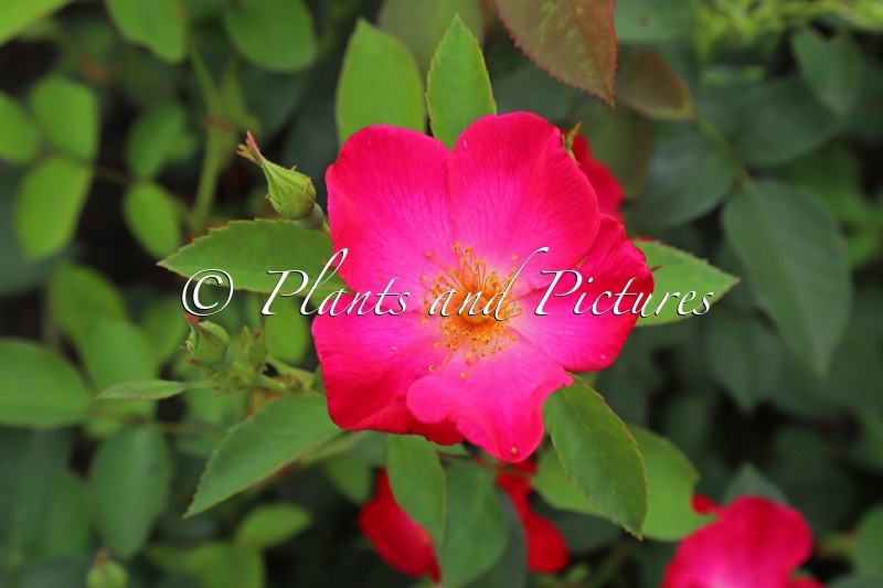 Rosa ‘Vissimred’ (TALBOT HOUSE)