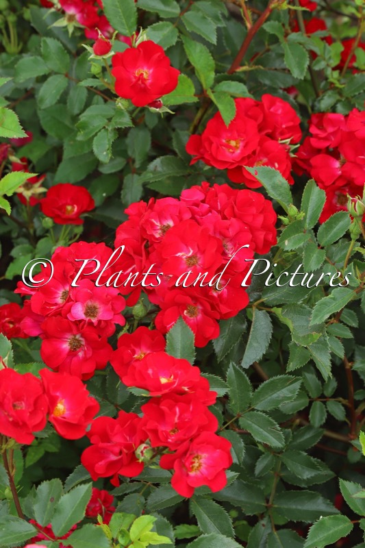 Rosa ‘Viscoal’ (LA BELLE ROUGE)