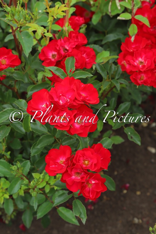 Rosa ‘Viscoal’ (LA BELLE ROUGE)