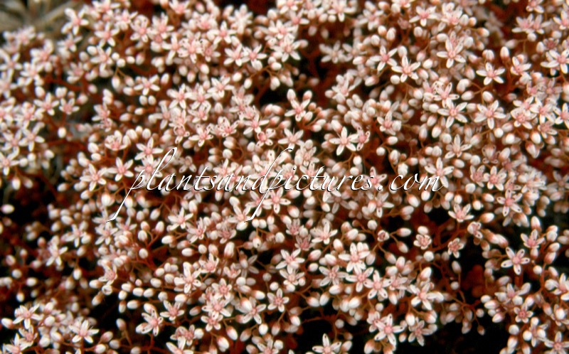 Sedum album
