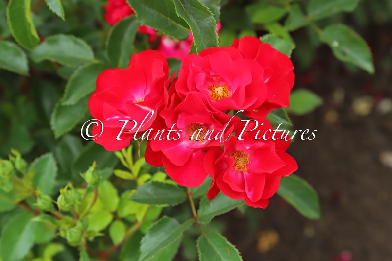 Rosa ‘Viscoal’ (LA BELLE ROUGE)