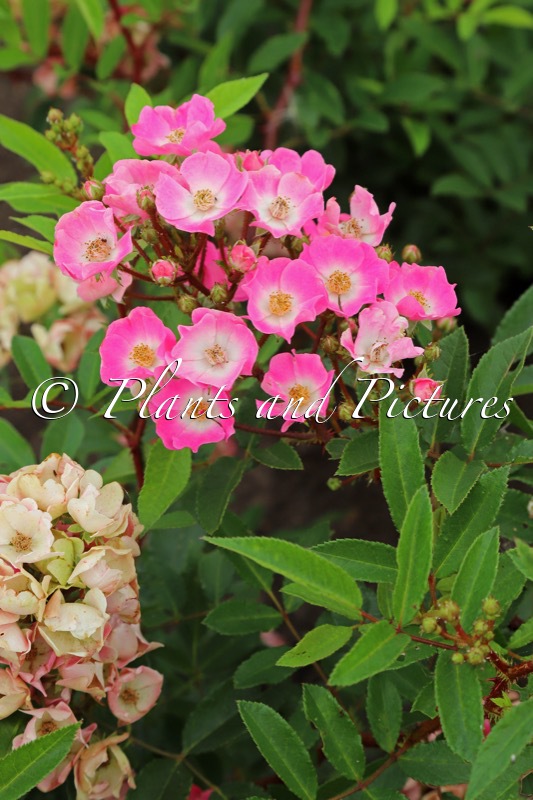 Rosa ‘Vispanila’ (TARANIS)