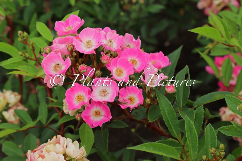 Rosa ‘Vispanila’ (TARANIS)