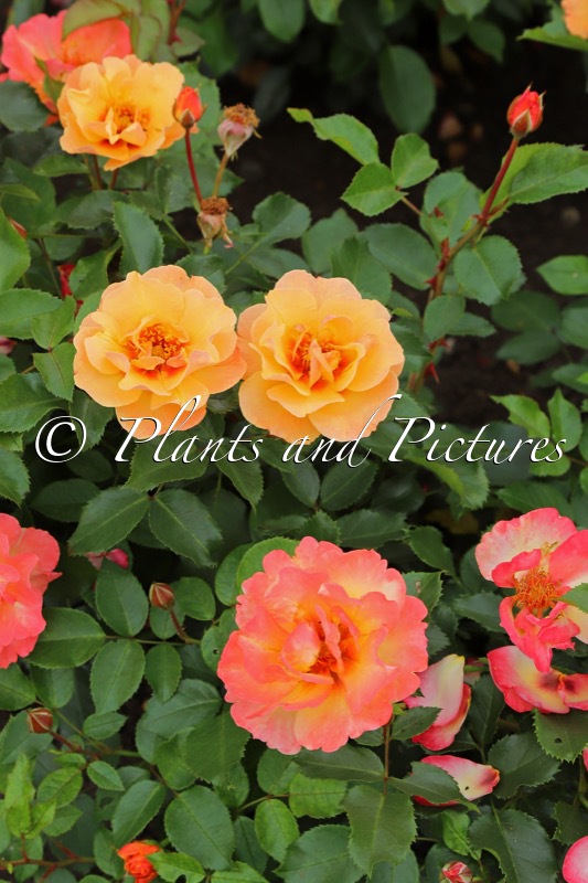 Rosa ‘Vispersun’ (PERSIAN SUN)