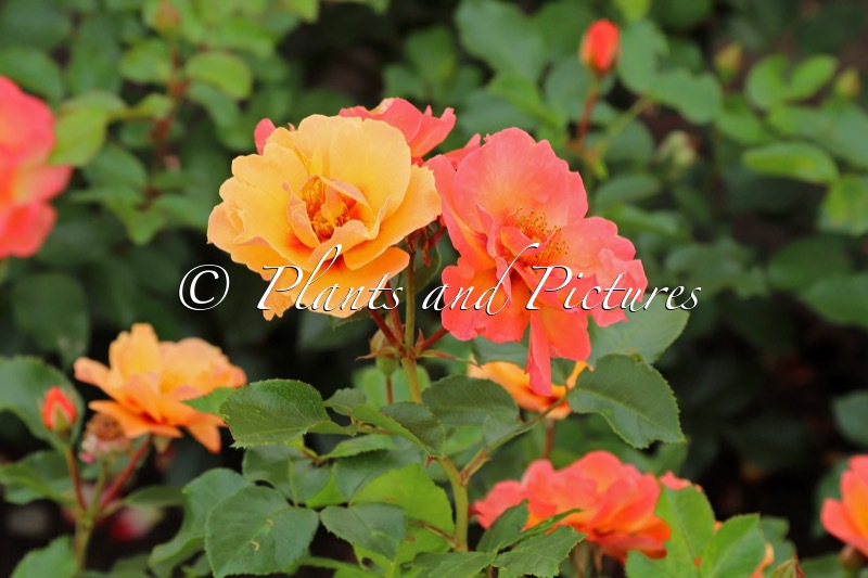 Rosa ‘Vispersun’ (PERSIAN SUN)