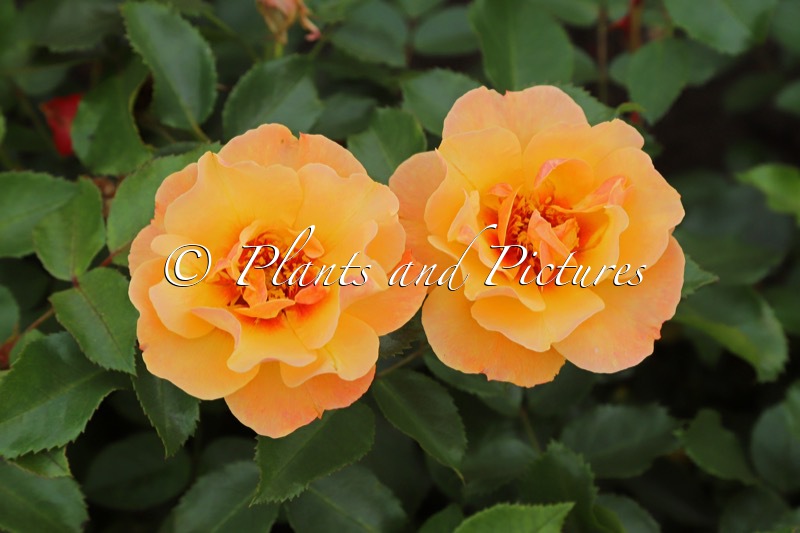 Rosa ‘Vispersun’ (PERSIAN SUN)