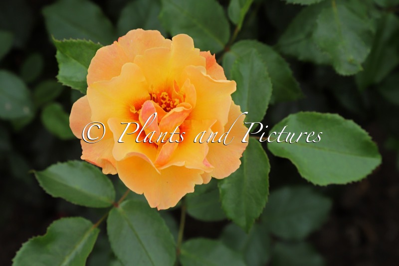 Rosa ‘Vispersun’ (PERSIAN SUN)