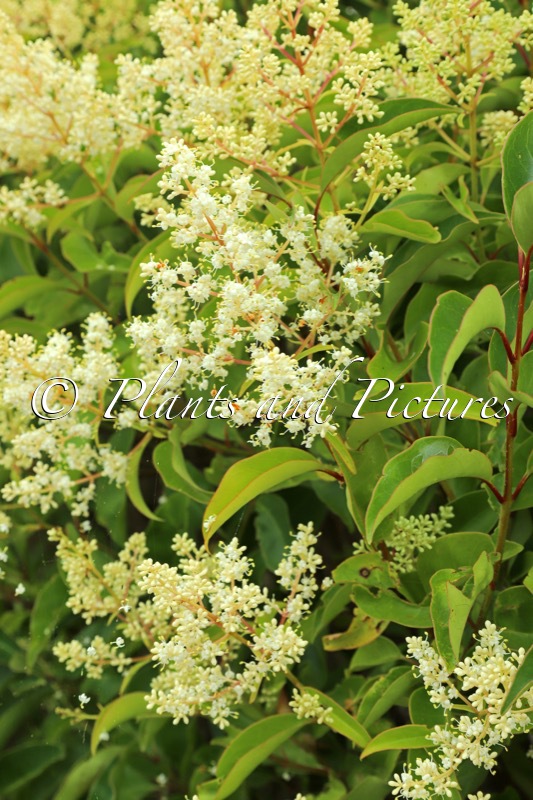 Ligustrum lucidum ‘Bokrascreen’ (GREEN SCREEN)