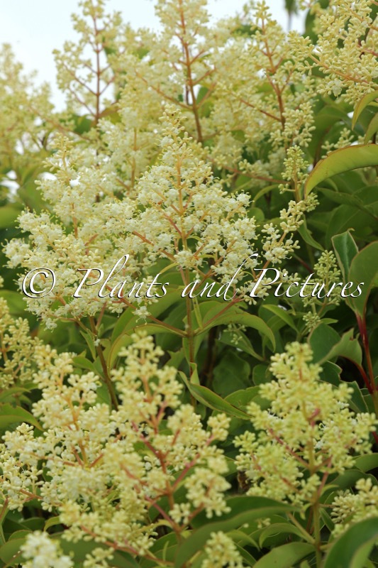 Ligustrum lucidum ‘Bokrascreen’ (GREEN SCREEN)