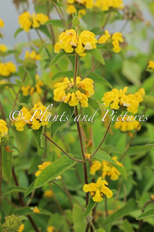 Phlomis viscosa