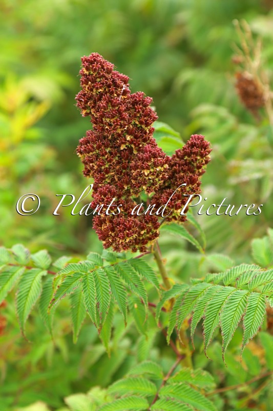 Sorbaria sorbifolia ‘Bococot’ (CHERRY ON TOP)