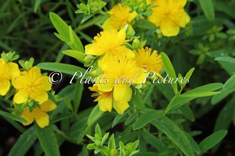 Hypericum ‘Sonnenbraut’