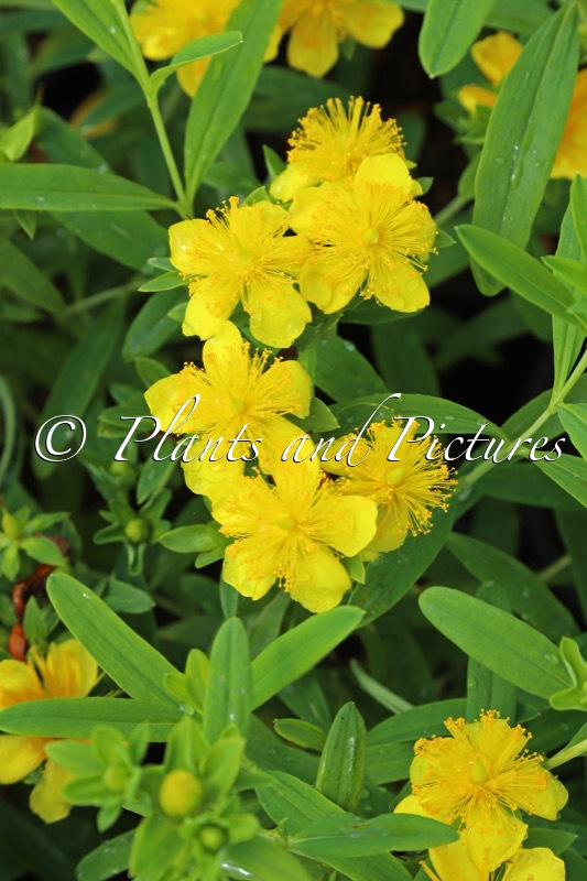 Hypericum ‘Sonnenbraut’