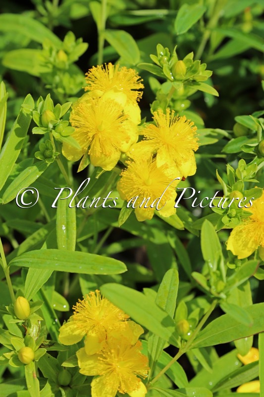Hypericum ‘Sonnenbraut’
