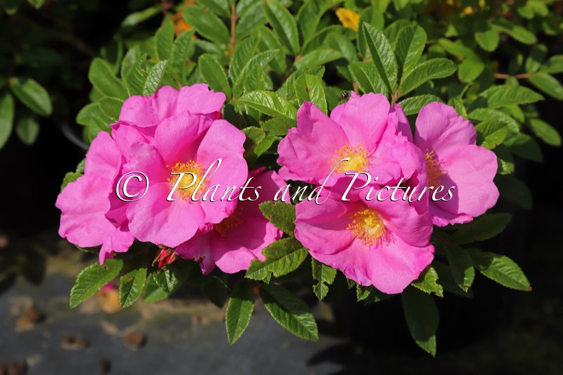 Rosa ‘Boruispewy’ (SPEEDWAY)