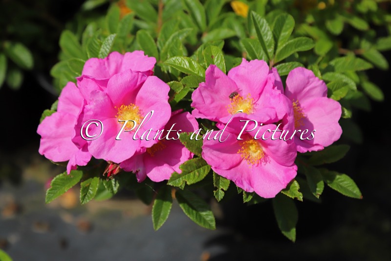 Rosa ‘Boruispewy’ (SPEEDWAY)