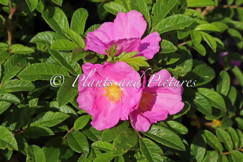 Rosa ‘Boruispewy’ (SPEEDWAY)