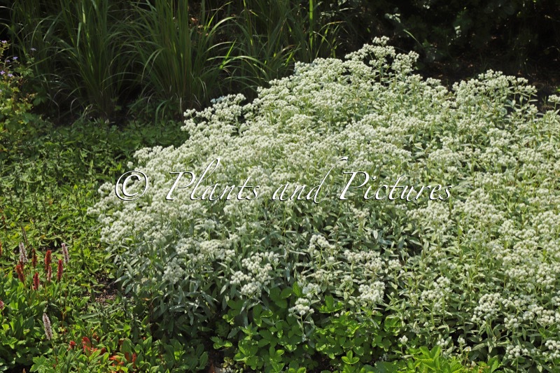 Anaphalis triplinervis