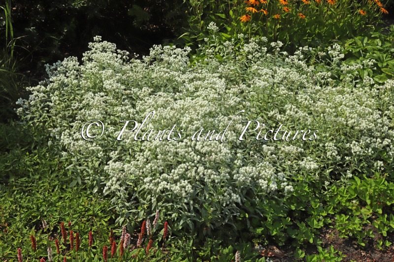 Anaphalis triplinervis