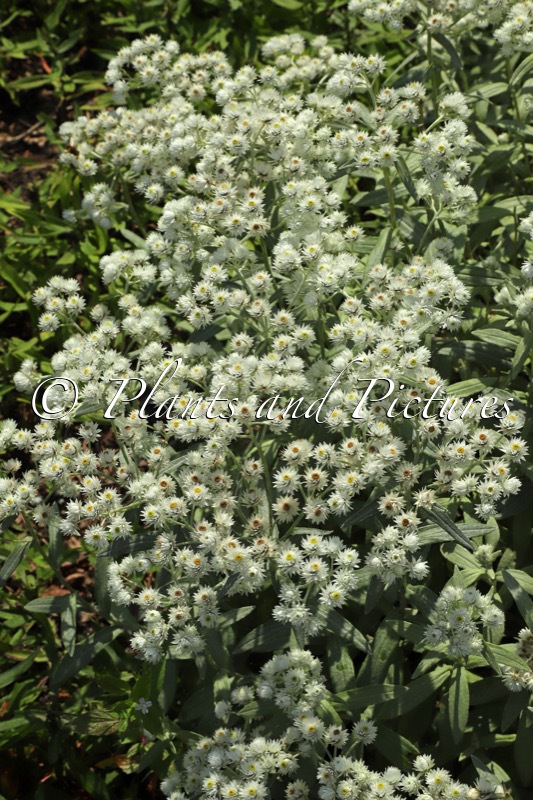 Anaphalis triplinervis