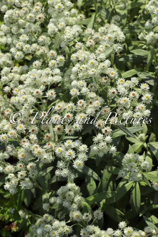 Anaphalis triplinervis