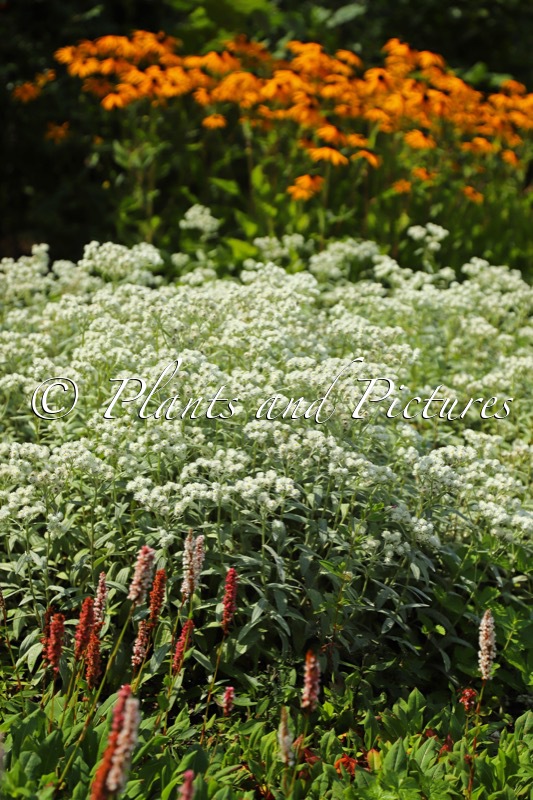 Anaphalis triplinervis