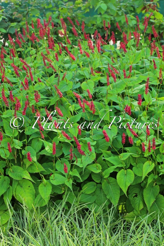 Persicaria amplexicaulis ‘Blackfield’
