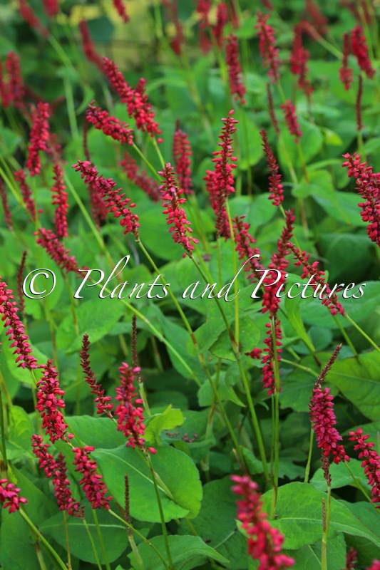Persicaria amplexicaulis ‘Blackfield’
