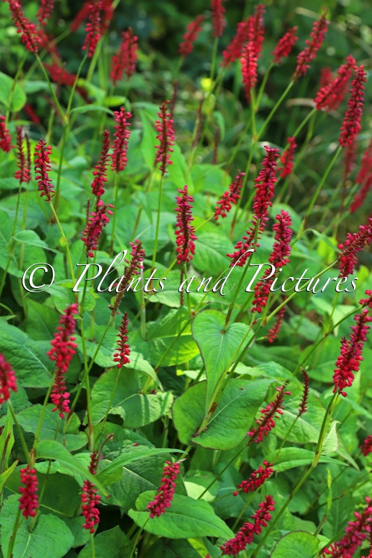 Persicaria amplexicaulis ‘Blackfield’