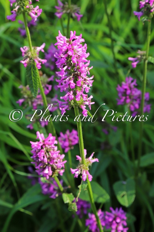Betonica officinalis ‘Hummelo’