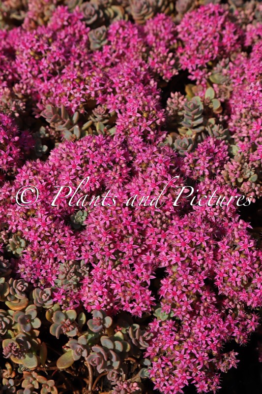 Sedum cauticola ‘Lidakense’