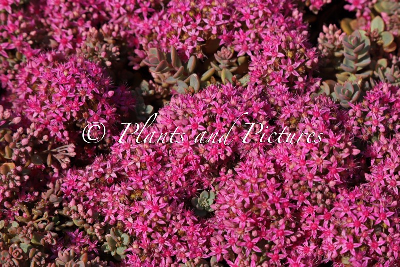 Sedum cauticola ‘Lidakense’