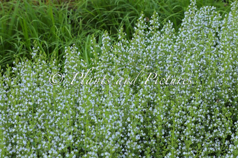 Calamintha nepeta subsp. nepeta