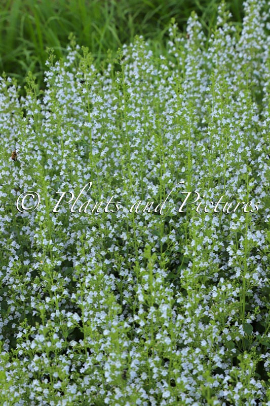 Calamintha nepeta subsp. nepeta