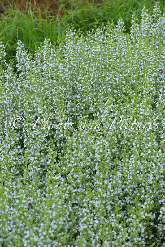 Calamintha nepeta subsp. nepeta