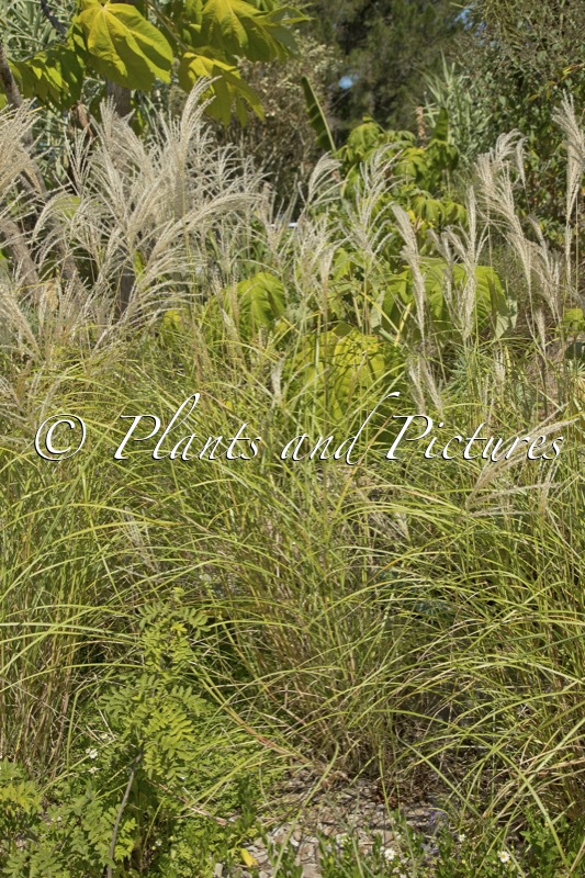Miscanthus sinensis ‘Silver Charm’
