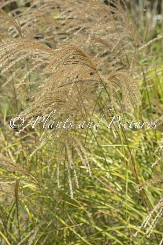 Miscanthus sinensis ‘Silver Charm’