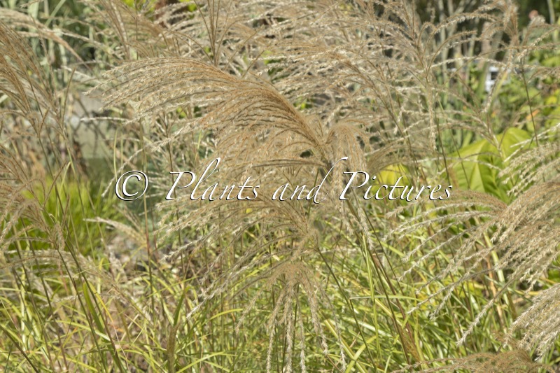 Miscanthus sinensis ‘Silver Charm’