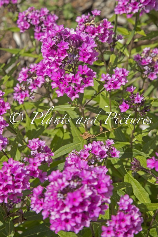 Phlox ‘Für Elise’