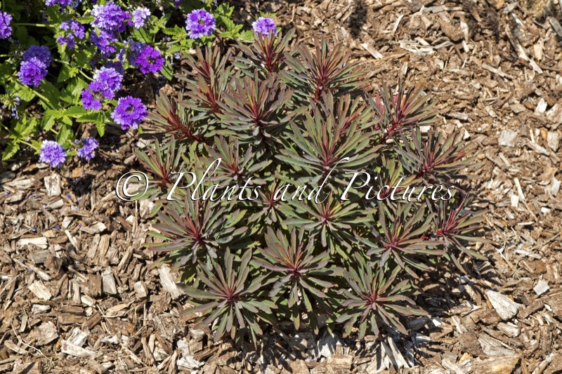Euphorbia ‘KMMM024’ (MINERS MERLOT)