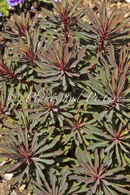 Euphorbia ‘KMMM024’ (MINERS MERLOT)