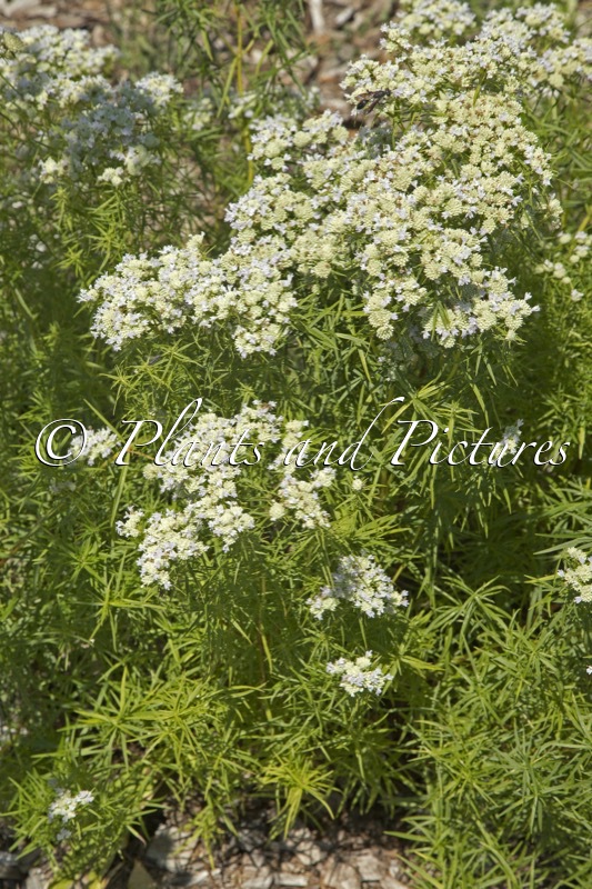 Pycnanthemum flexuosum ‘Carte Blanche’ (JS CARTE BLANCHE)