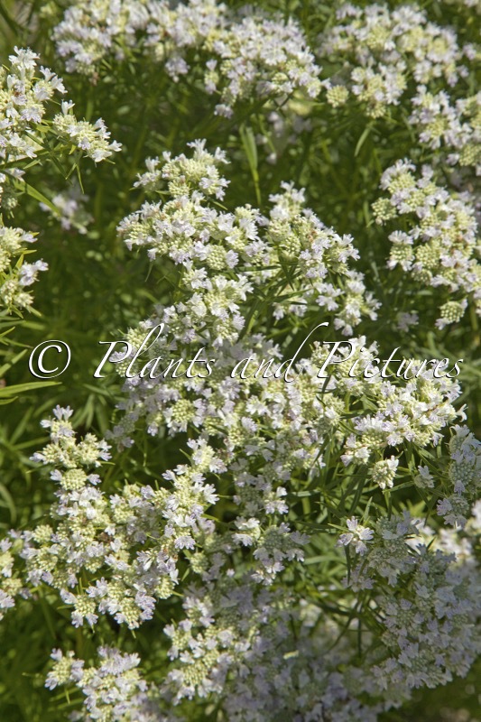 Pycnanthemum flexuosum ‘Carte Blanche’ (JS CARTE BLANCHE)
