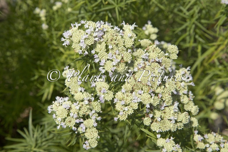 Pycnanthemum flexuosum ‘Carte Blanche’ (JS CARTE BLANCHE)