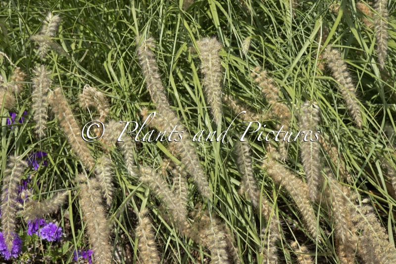 Pennisetum orientale ‘Dancing in the Rain’ (JS DANCING IN THE RAIN)