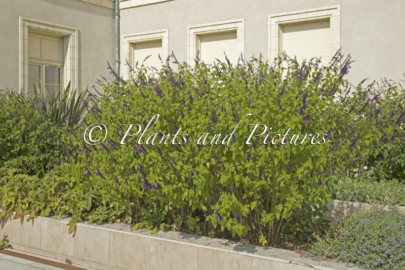 Salvia ‘Amistad’