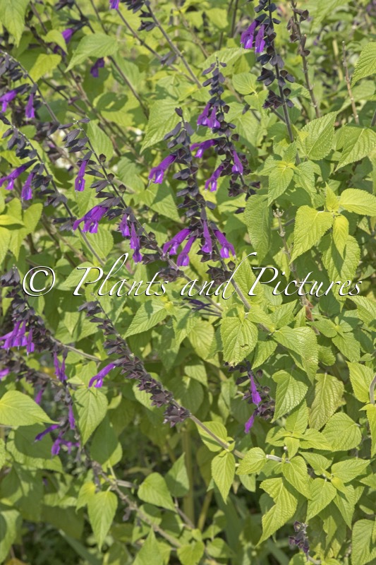 Salvia ‘Amistad’