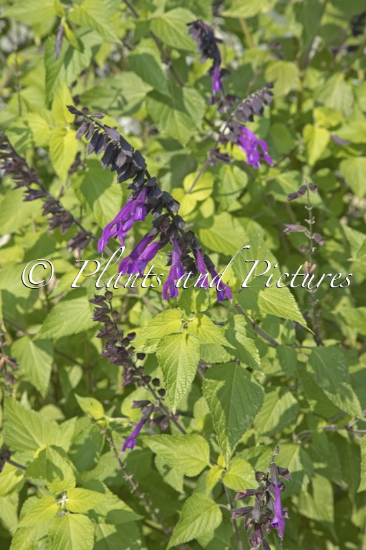 Salvia ‘Amistad’