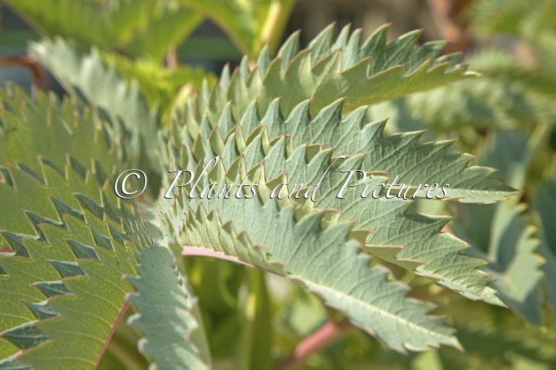 Melianthus major