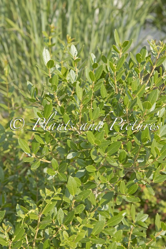 Phillyrea angustifolia